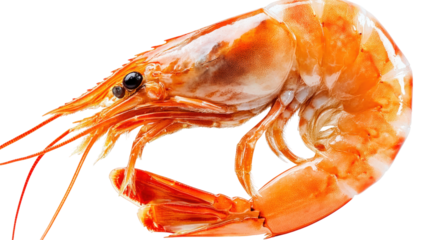 Cooked Shrimp Seafood Macro Detail isolated on a transparent background