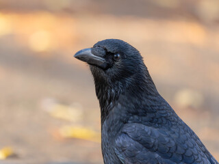 High Resolution PortraIt of a Raven with golden Autumn Background High quality photo