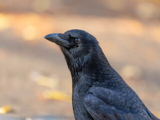 High Resolution PortraIt of a Raven with golden Autumn Background High quality photo