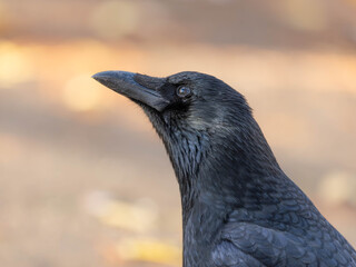 High Resolution PortraIt of a Raven with golden Autumn Background High quality photo