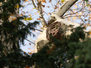 Ring Necked Parakeet on its breeding cave inside of the Tree 2025. High quality photo