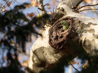 Ring Necked Parakeet on its breeding cave inside of the Tree 2025. High quality photo