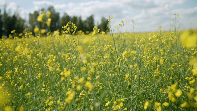 Yellow rapeseed blooming in spring agricultural field