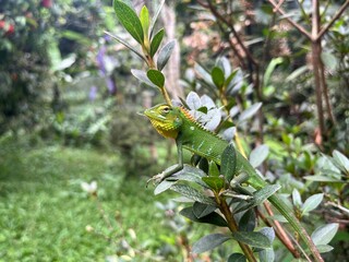 Green garden lizard on a branch