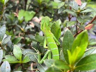 Green lizard on a branch