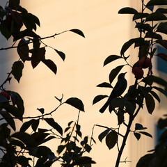 Silhouette of a Bulbul Reaching for Persimmons at Dusk