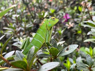 green iguana on a branch