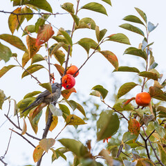 Brown-eared Bulbul Feeding on Ripe Persimmon
