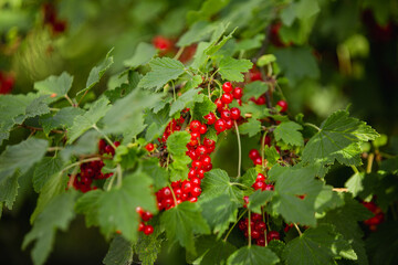 A dense cluster of red currant berries on a bush branch - a berry garden