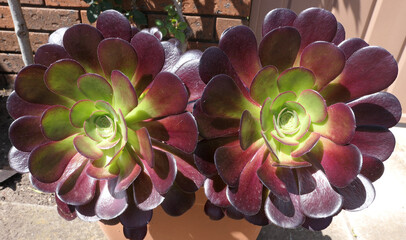 2 Desert pinwheel burgundy roses, Tree aenium, stonecrop