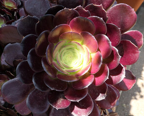 Desert pinwheel burgundy roses detail 2, Tree aenium, stonecrop