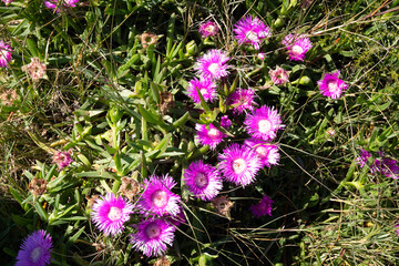 Hottentot fig flowers