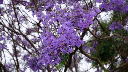 Jacaranda of Sydney