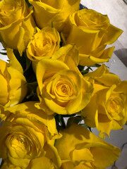 Yellow roses 1