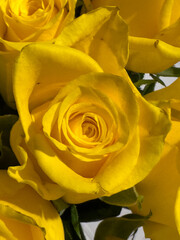 Yellow rose