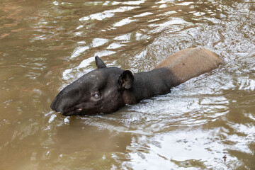 Fototapeta premium Water-swimming tapir tropical rainforest wildlife natural habitat close-up view