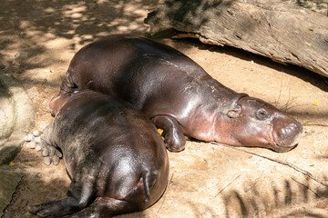 Peaceful hippos resting in natural habitat zoo setting wildlife calm environment close-up view