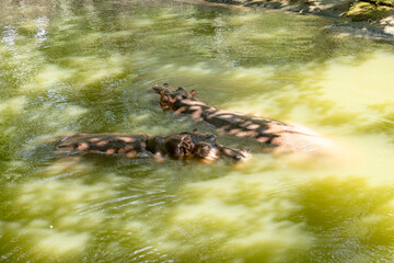 Hippos swimming in a murky pond wildlife habitat nature daytime close-up perspective