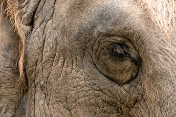 Obraz premium Close-up of an elephant's eye wildlife sanctuary wildlife natural habitat intimate perspective