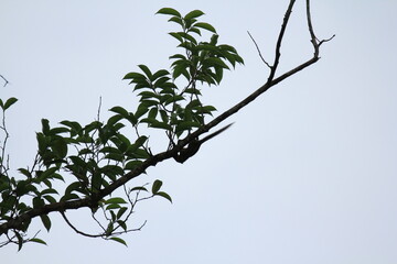 Squirrel on tree branch with green leaves on blue sky background. Natural background.