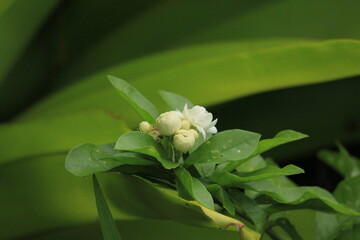 Close up of white citrus jasmine flowers growing outdoor