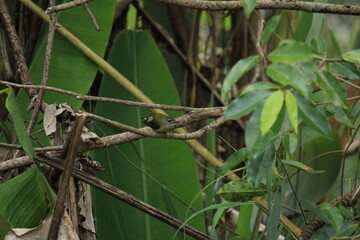 Bird in the jungle of Thailand