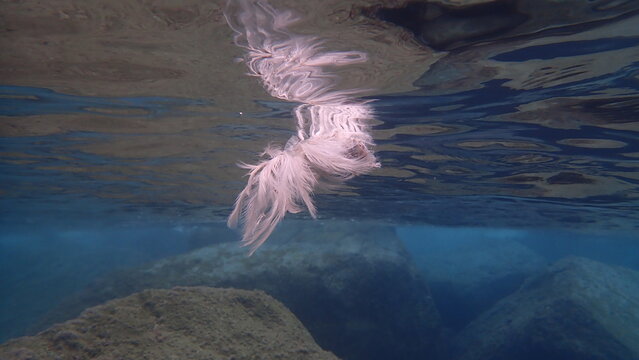 Dead seagull or gull undersea, Ligurian Sea, Italy, Imperia