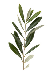 Obraz premium Olive branch with green leaves isolated on a transparent background