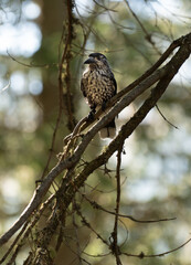 Spotted nutcracker bird perching on a tree branch