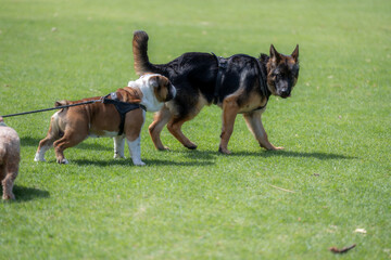 Cute dogs at park.