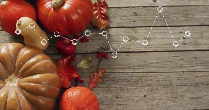 Fototapeta Displaying ribbed tan pumpkin, orange gourds on plank with white dotted line overlay, copy space