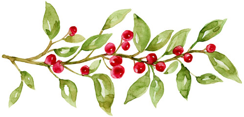 Watercolor Red Berries and Leaves on Branch Hand Drawn and Painted for Christmas, Xmas Frame Decorations on Isolated Background © Kunrus