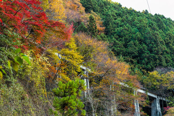 秋の奥多摩の廃線　白髭橋梁