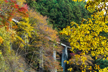 秋の奥多摩の廃線　白髭橋梁