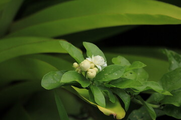 Close up of white citrus jasmine flowers growing outdoor