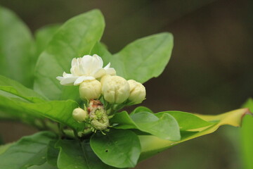 Beautiful white jasmine flower blooming on tree in the garden.