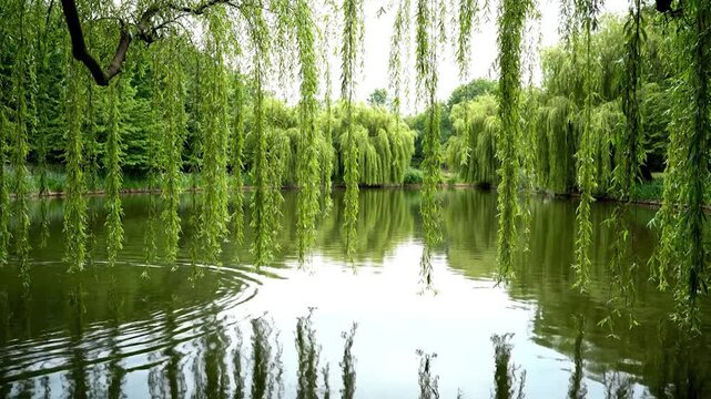 A scenic lake scene with weeping willows cascading over the water reflecting the lush greenery