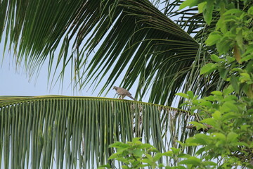 Bird on a tropical palm tree in the park of Thailand.