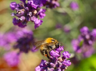 bee on lavender