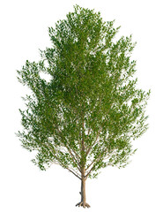 Obraz premium Salix pentandra tree, front view, cutout, transparent background, isolate, Beautiful green tree casting summer shade, nature's tranquility grows