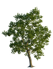 Tilia tree, front view, cutout, transparent background, isolate, Isolated tree with lush green leaves for environmental designs easily