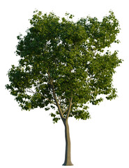 Obraz premium Tilia tree, front view, cutout, transparent background, isolate, Lush green tree with realistic detail for landscape design projects