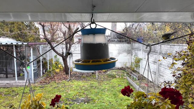 Titmouses at a bird feeder, slow-motion video. Horizontal. A tiny titmouse, perched on a wooden ledge feeder, offers a delicious treat. A feathered friend enjoying a winter meal.