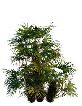 Rhapidophyllum hystrix tree, front view, cutout, transparent background, isolate, Lush green sabal palm adds a tropical vibe to designs and compositions