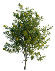 Fototapeta premium Xanthostemon chrysanthus tree, front view, cutout, transparent background, isolate, Blooming goldenrod shrub tree adds natural beauty to any landscape design