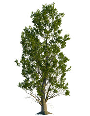 Poplar tree, front view, cutout, transparent background, isolate, Majestic tree with vibrant green leaves, perfect for nature designs