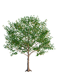 Obraz premium Neolamarckia cadamba tree, front view, cutout, transparent background, isolate, Lush tree bearing fruit, vibrant foliage for warm climate design needs