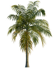 Dictyosperma album tree, front view, cutout, transparent background, isolate, Tall palm tree with lush green fronds evokes summer vacation vibes