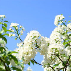 Obraz premium Flowers of linden tree on a white background