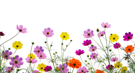 Colorful cosmos flowers in a vibrant arrangement ideal for design work on transparent background.